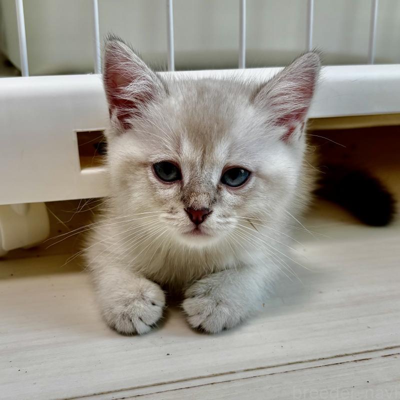 成約済の埼玉県のマンチカン-129010の2枚目