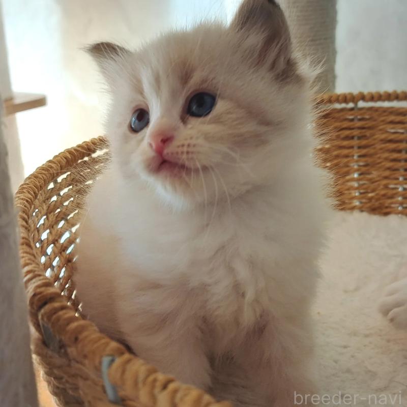 販売中の愛知県のサイベリアン-133149の4枚目