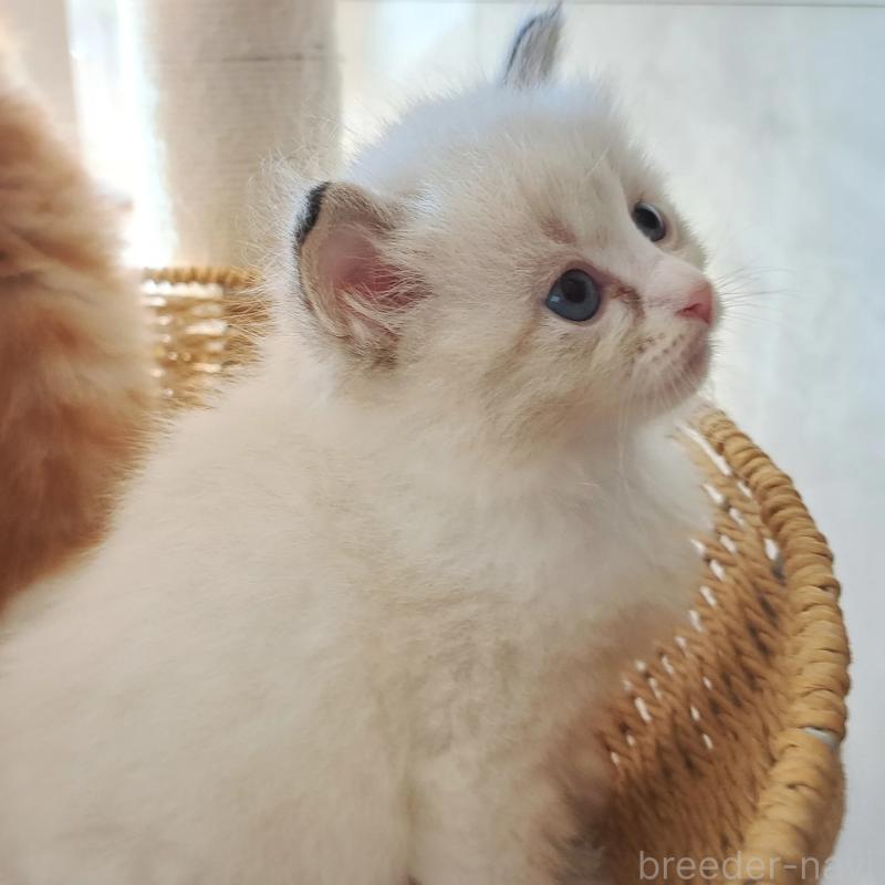 販売中の愛知県のサイベリアン-133149の3枚目