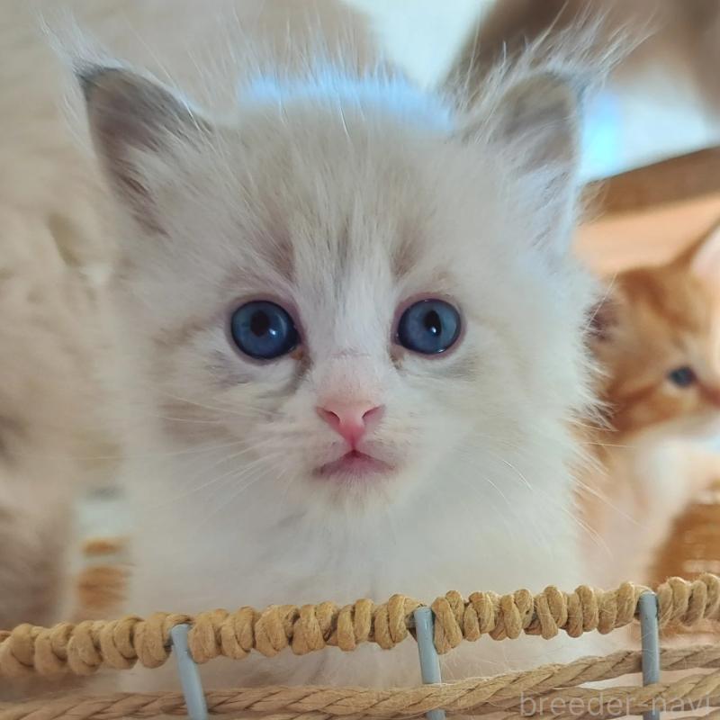 販売中の愛知県のサイベリアン-133149の1枚目