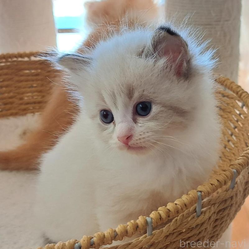 販売中の愛知県のサイベリアン-133149の2枚目