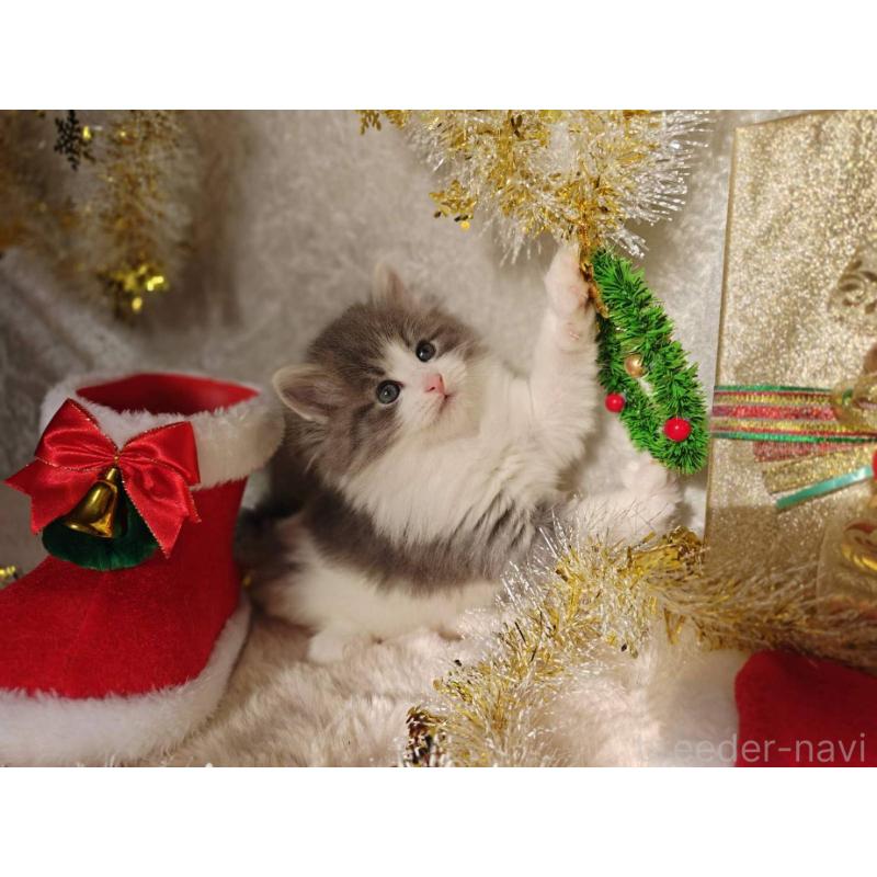 商談中の神奈川県のノルウェージャンフォレストキャット-133150の5枚目