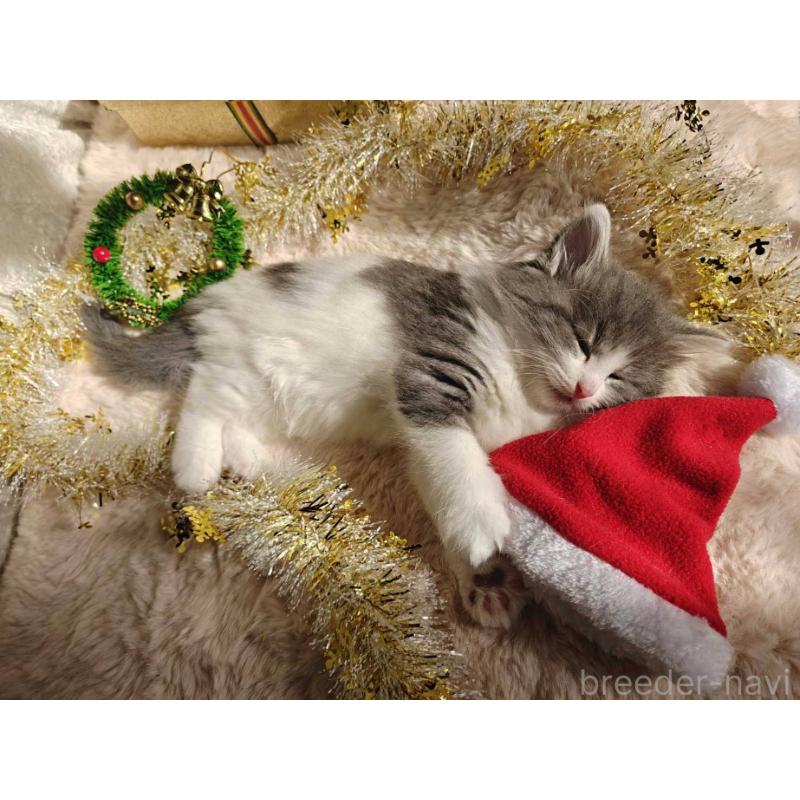 商談中の神奈川県のノルウェージャンフォレストキャット-133150の4枚目