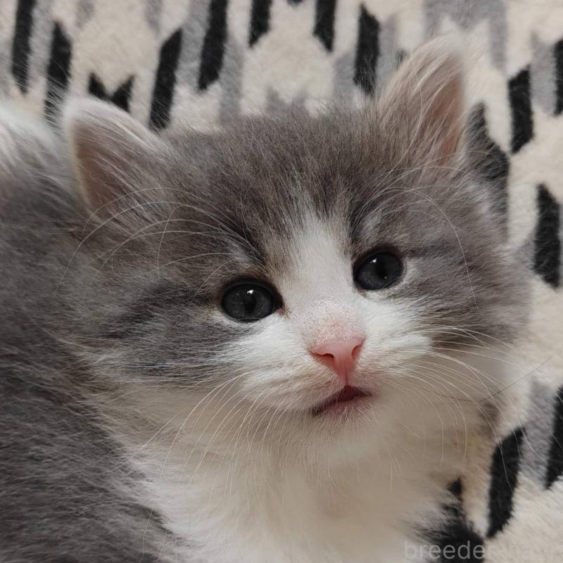 商談中の神奈川県のノルウェージャンフォレストキャット-133150の3枚目