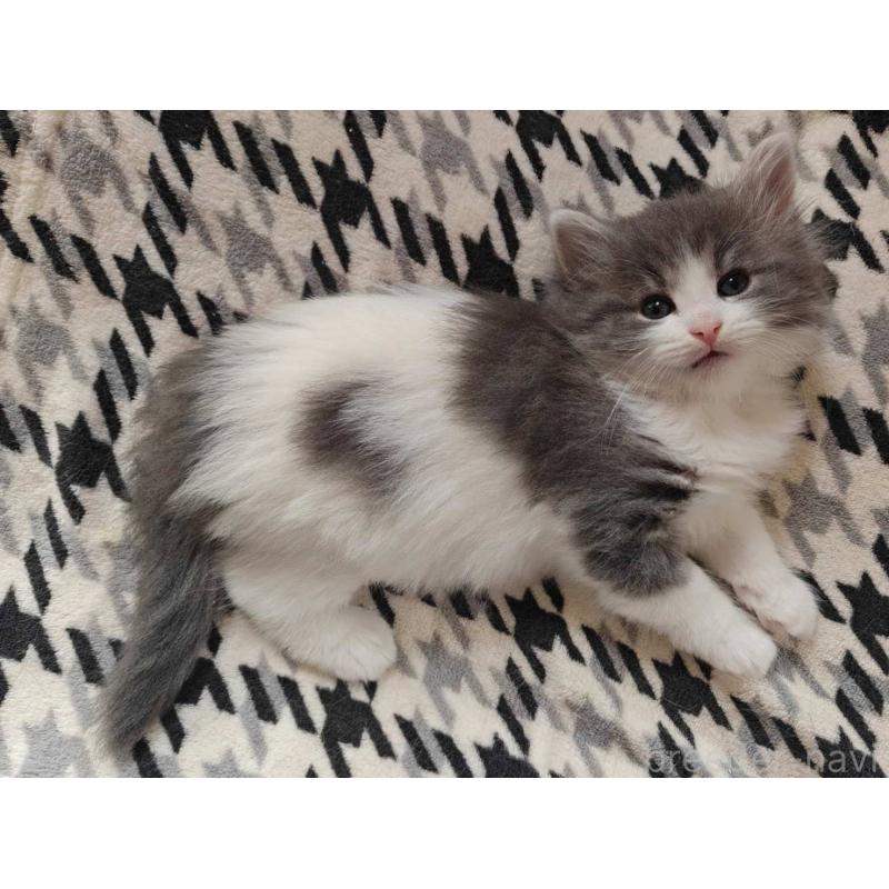 商談中の神奈川県のノルウェージャンフォレストキャット-133150の2枚目