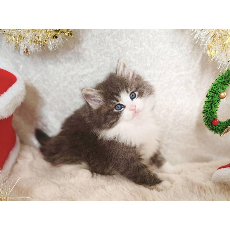 販売中の神奈川県のノルウェージャンフォレストキャット-133151の5枚目