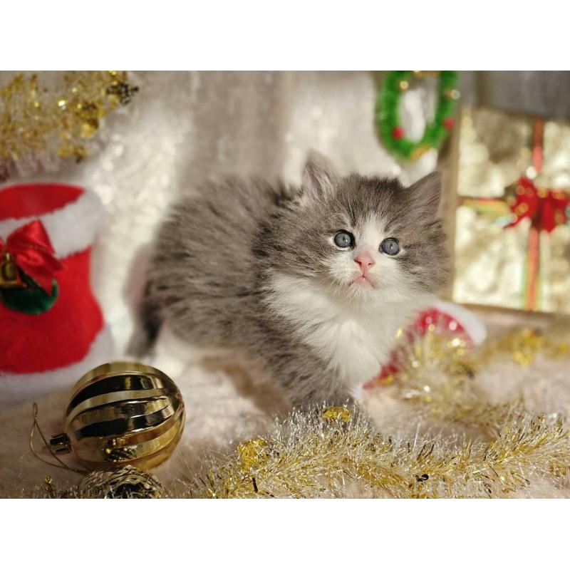 販売中の神奈川県のノルウェージャンフォレストキャット-133151の4枚目