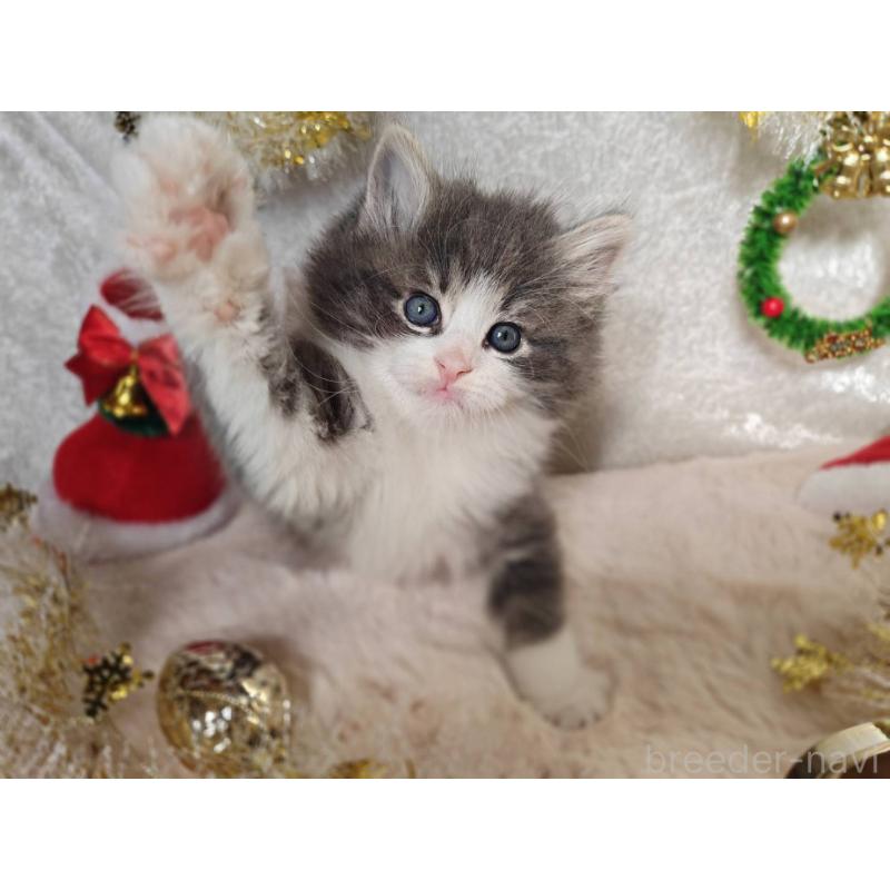 販売中の神奈川県のノルウェージャンフォレストキャット-133151の3枚目