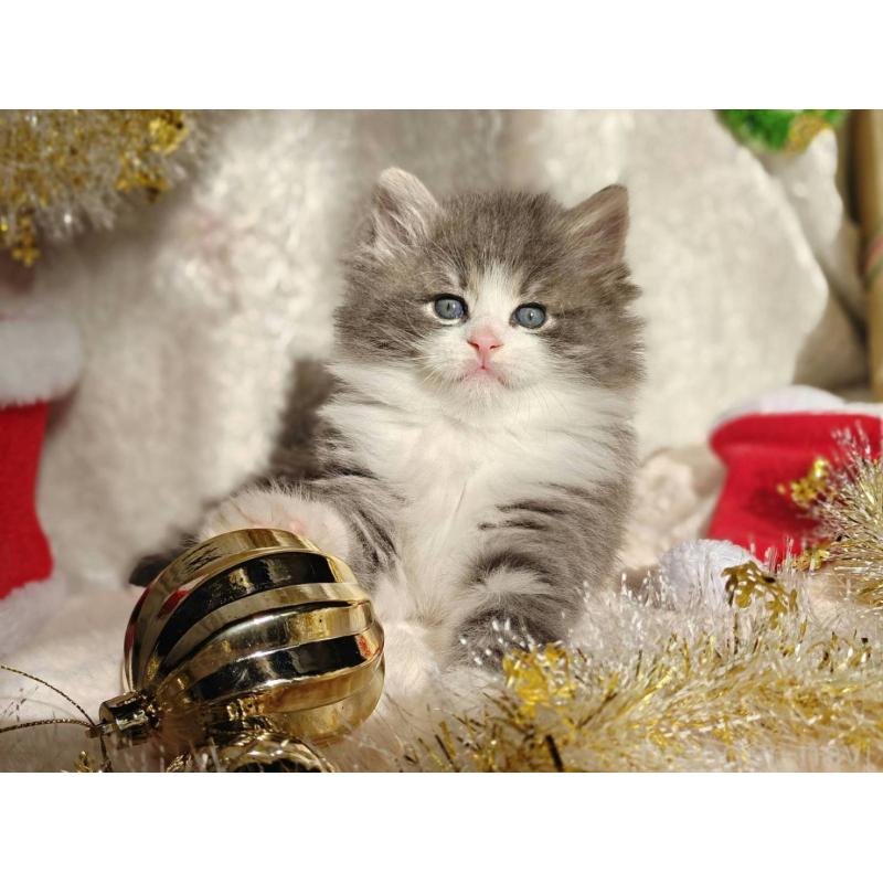 販売中の神奈川県のノルウェージャンフォレストキャット-133151の2枚目