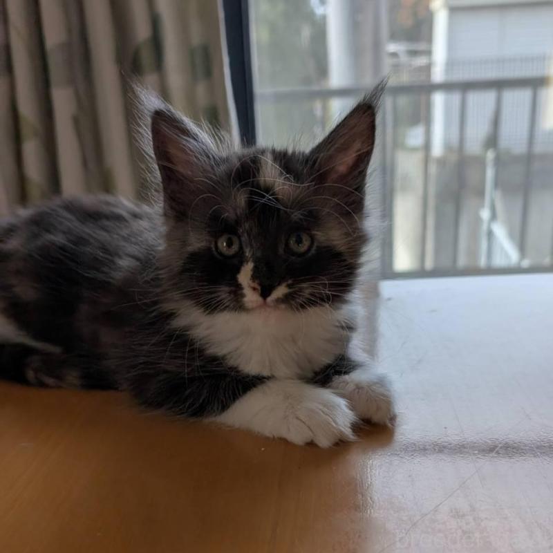 販売中の岡山県のメインクーン-133152の7枚目