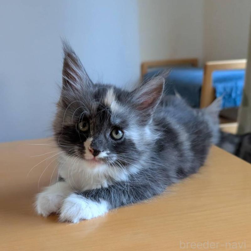 販売中の岡山県のメインクーン-133152の6枚目