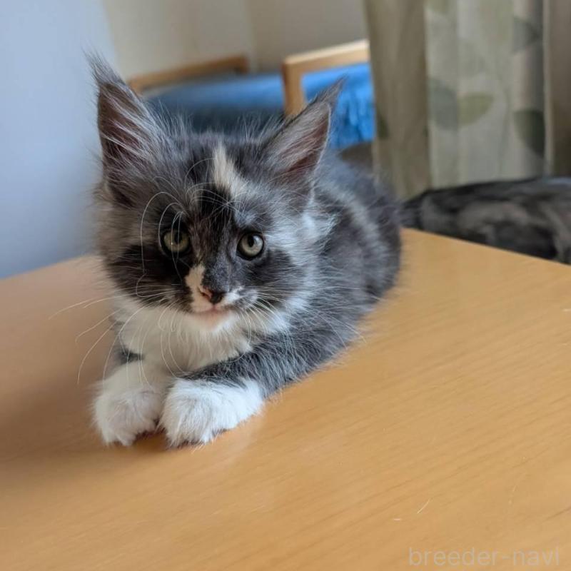 販売中の岡山県のメインクーン-133152の5枚目