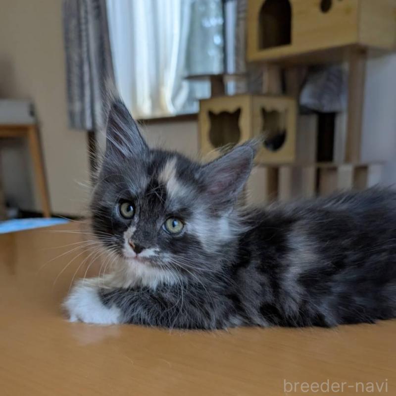 販売中の岡山県のメインクーン-133152の1枚目