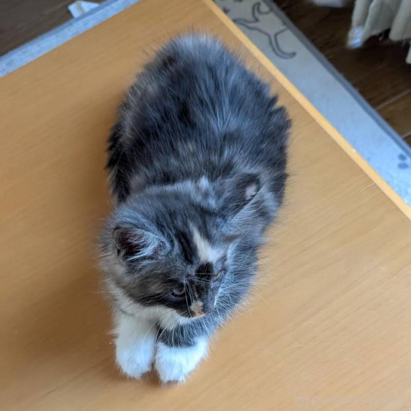 販売中の岡山県のメインクーン-133152の4枚目