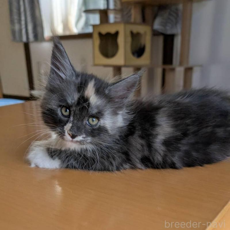 販売中の岡山県のメインクーン-133152の3枚目