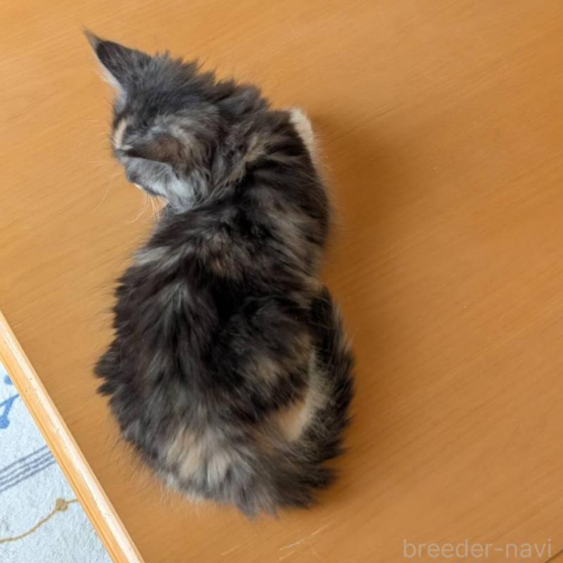 販売中の岡山県のメインクーン-133152の2枚目