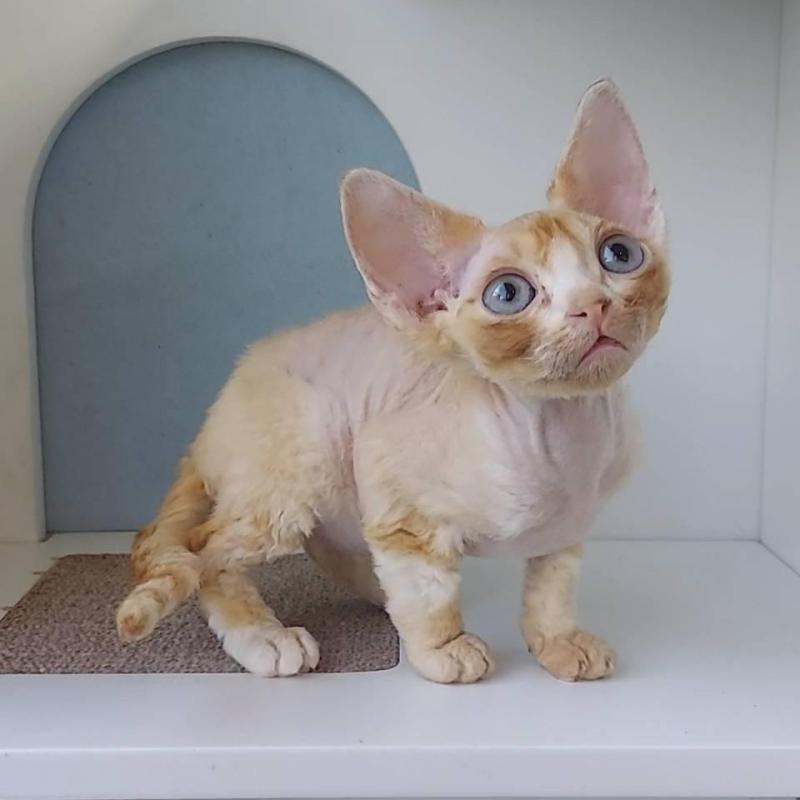 販売中の大分県のデボンレックス-133153の6枚目