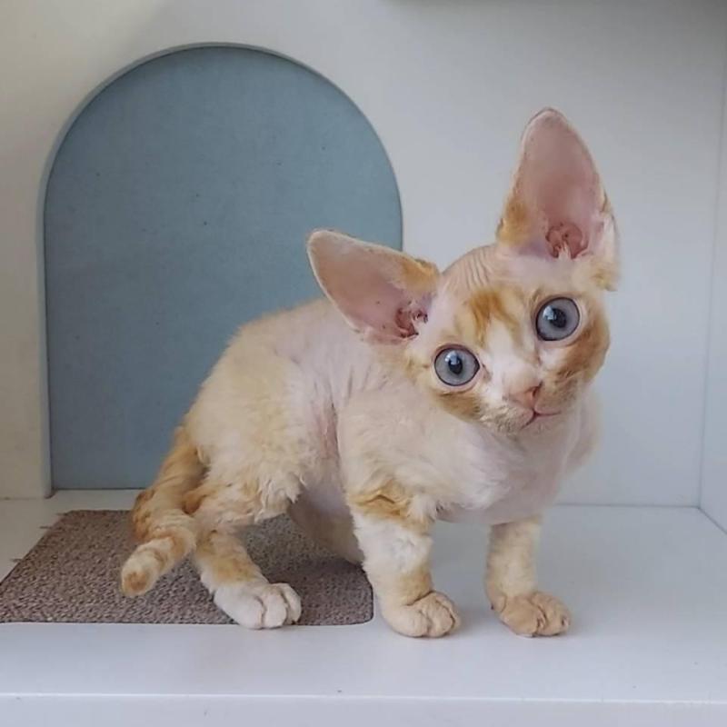 販売中の大分県のデボンレックス-133153の1枚目