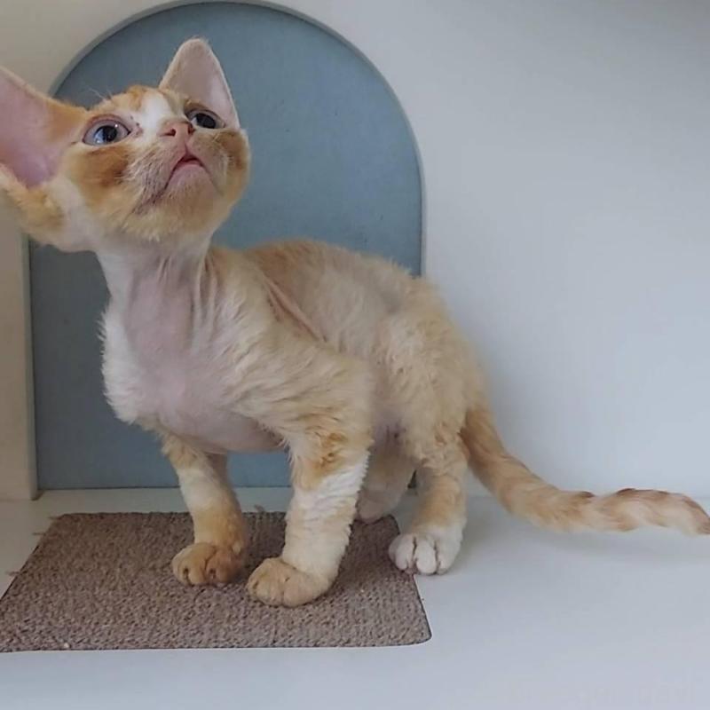 販売中の大分県のデボンレックス-133153の5枚目