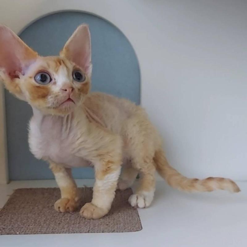 販売中の大分県のデボンレックス-133153の4枚目