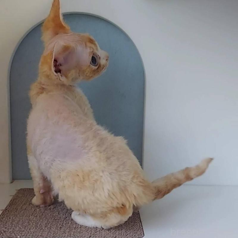 販売中の大分県のデボンレックス-133153の3枚目