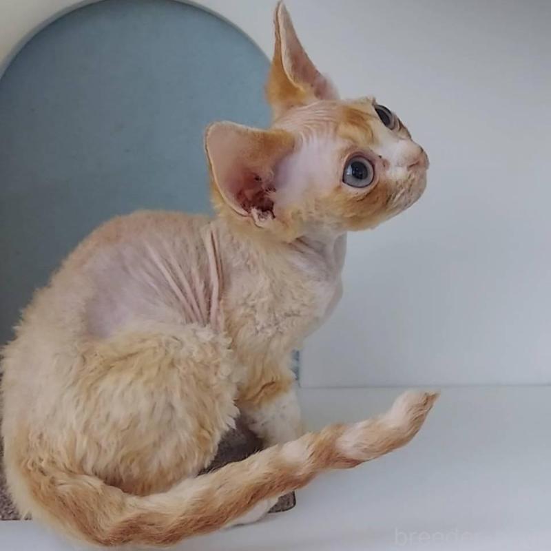 販売中の大分県のデボンレックス-133153の2枚目