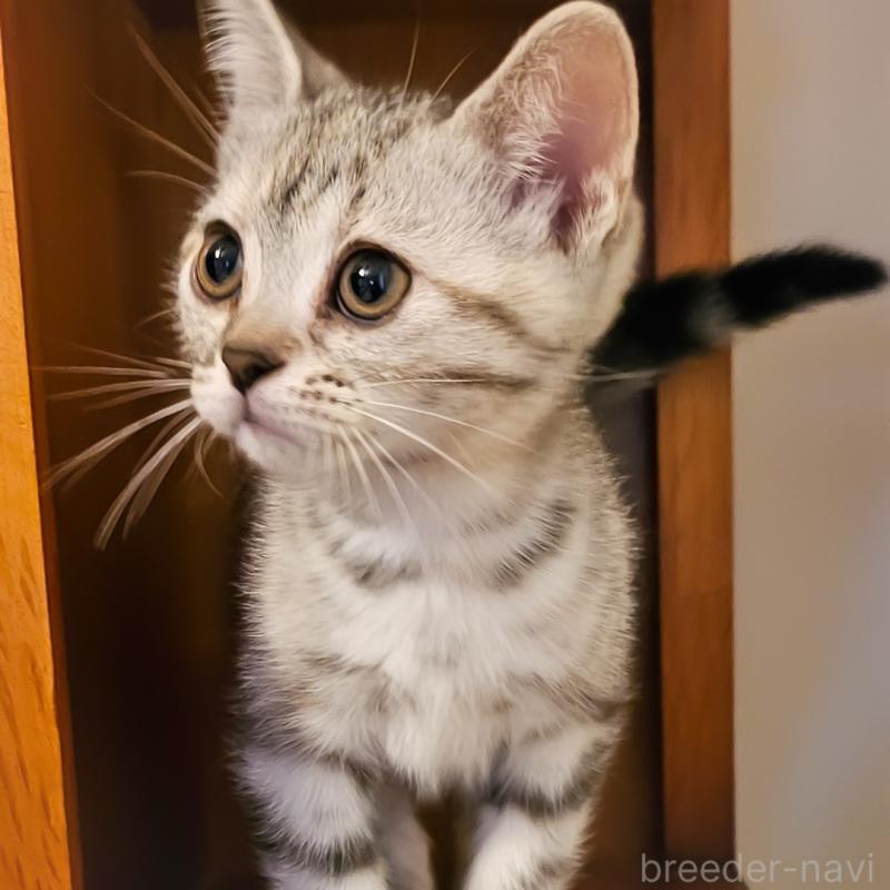 販売中の群馬県のアメリカンショートヘア-130240