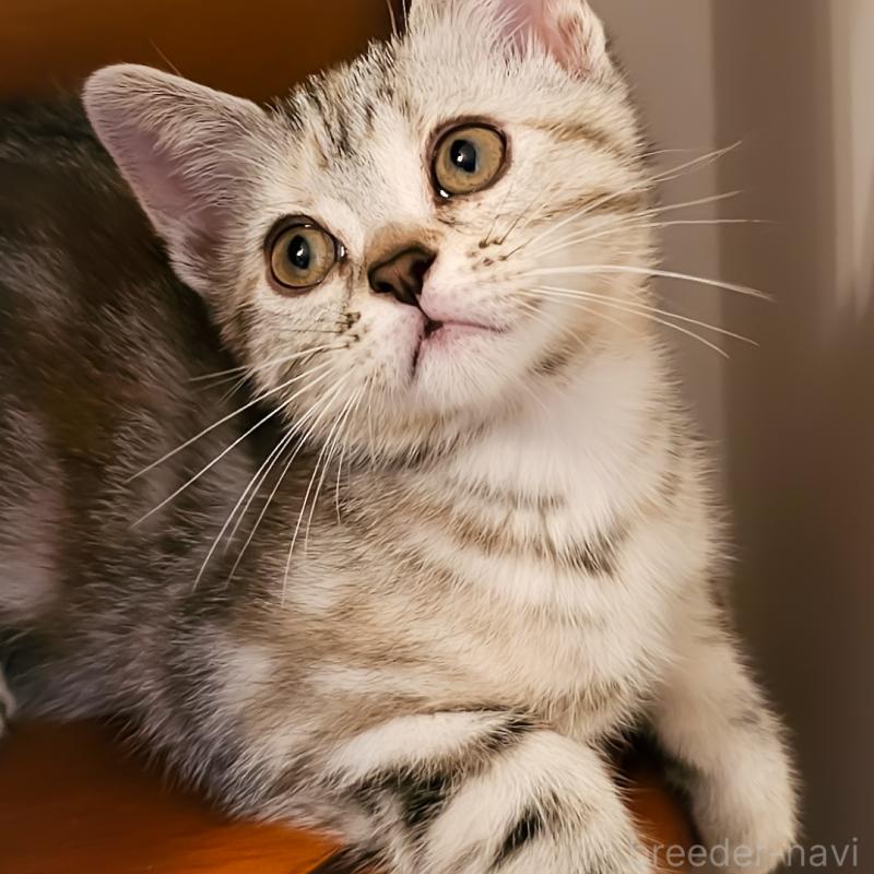 販売中の群馬県のアメリカンショートヘア-130240の13枚目