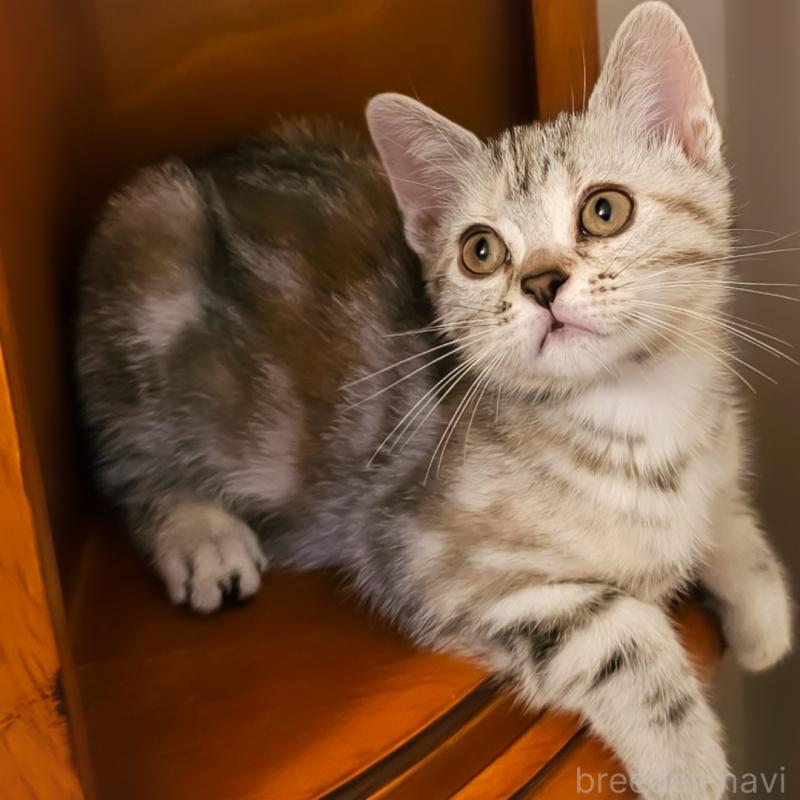 販売中の群馬県のアメリカンショートヘア-130240の12枚目