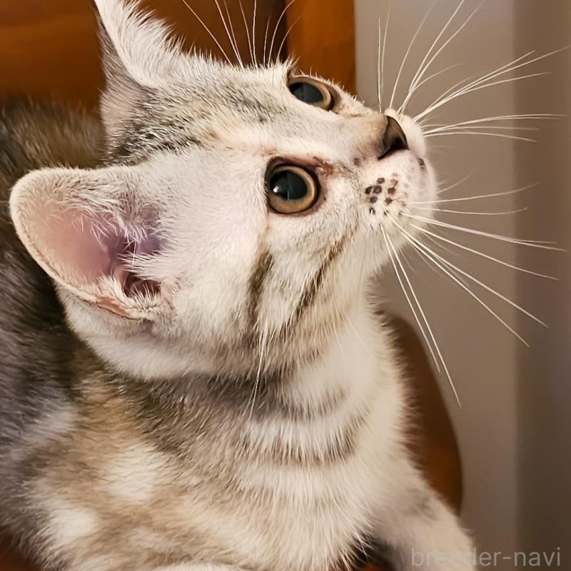 販売中の群馬県のアメリカンショートヘア-130240の11枚目