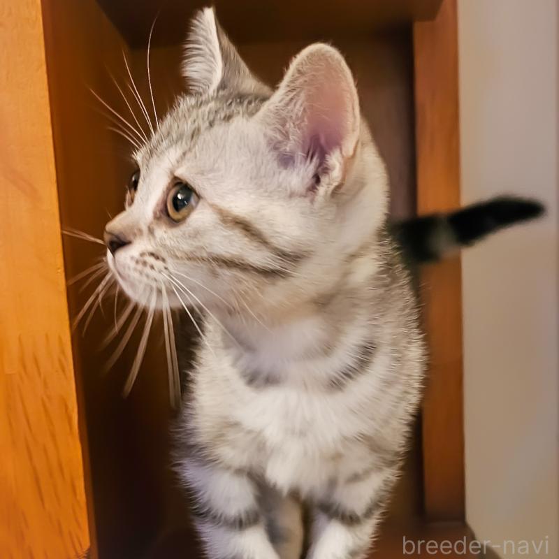 販売中の群馬県のアメリカンショートヘア-130240の10枚目