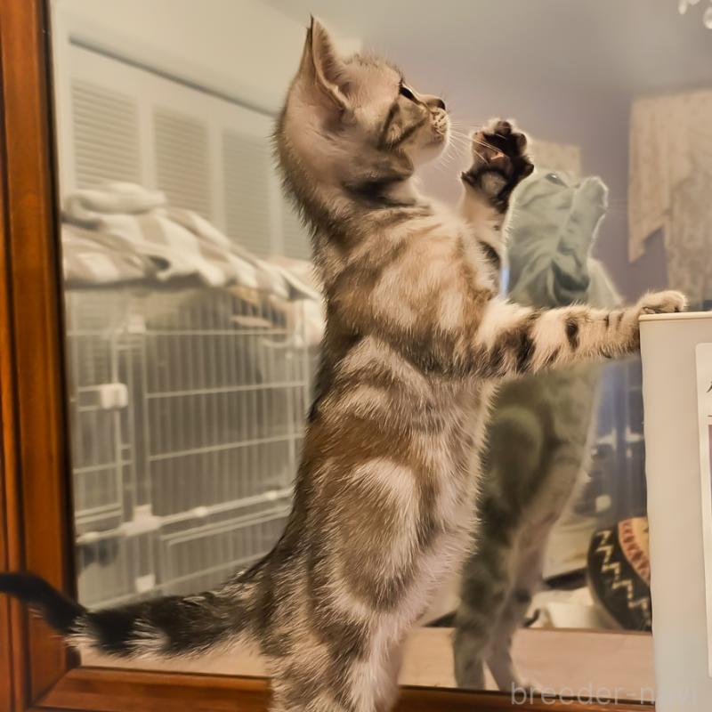 販売中の群馬県のアメリカンショートヘア-130240の9枚目