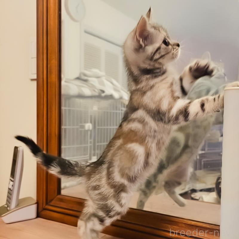 販売中の群馬県のアメリカンショートヘア-130240の8枚目