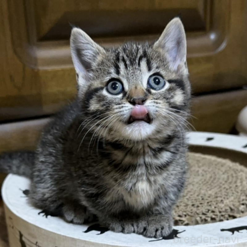 販売中の千葉県のマンチカン(短足)-133154の11枚目