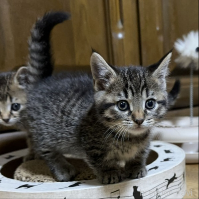 販売中の千葉県のマンチカン(短足)-133154の8枚目