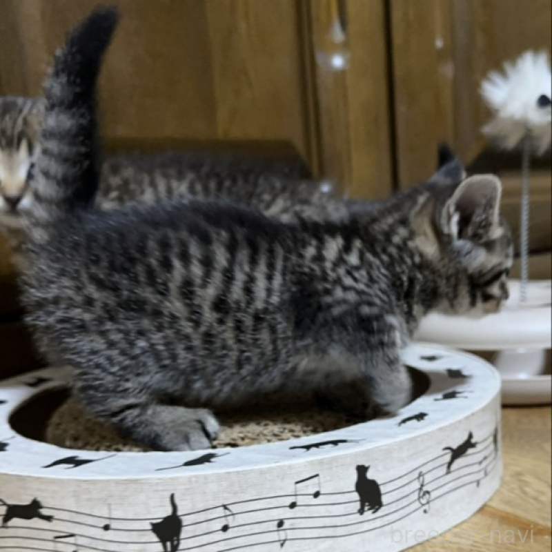 販売中の千葉県のマンチカン(短足)-133154の7枚目