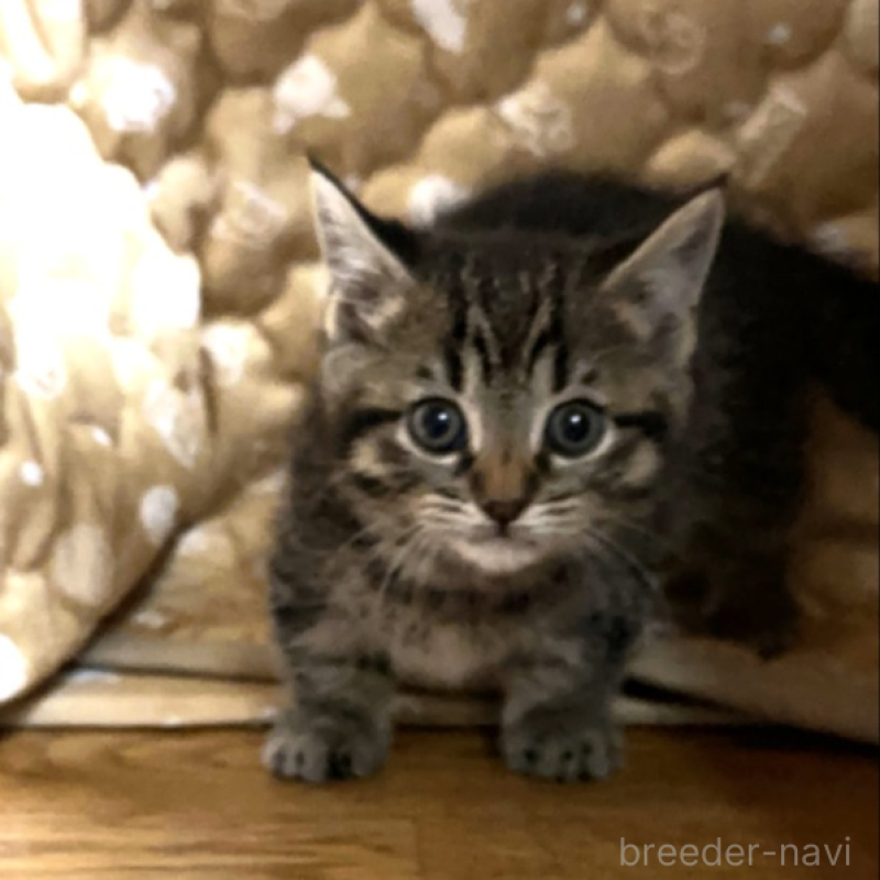 販売中の千葉県のマンチカン(短足)-133154の6枚目