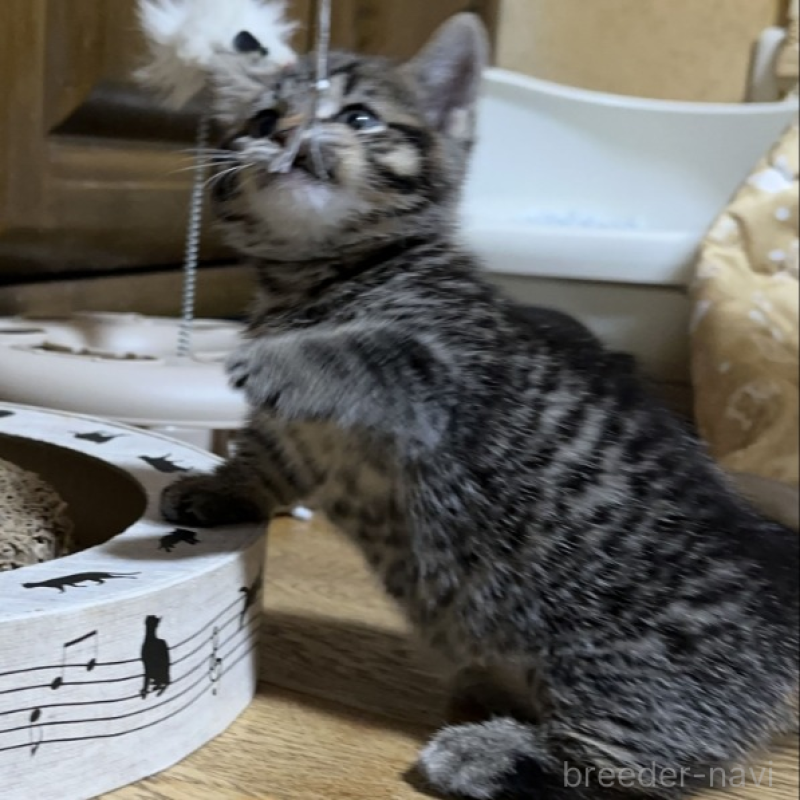 販売中の千葉県のマンチカン(短足)-133154の5枚目