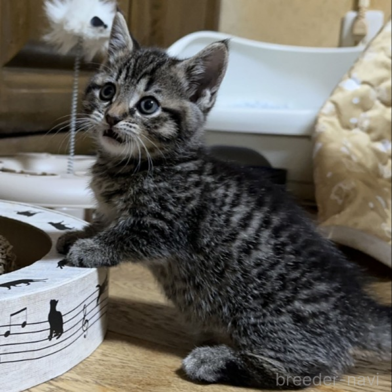 販売中の千葉県のマンチカン(短足)-133154の4枚目