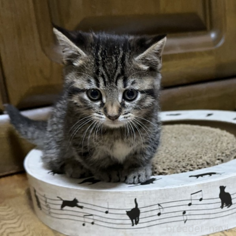 販売中の千葉県のマンチカン(短足)-133154の3枚目