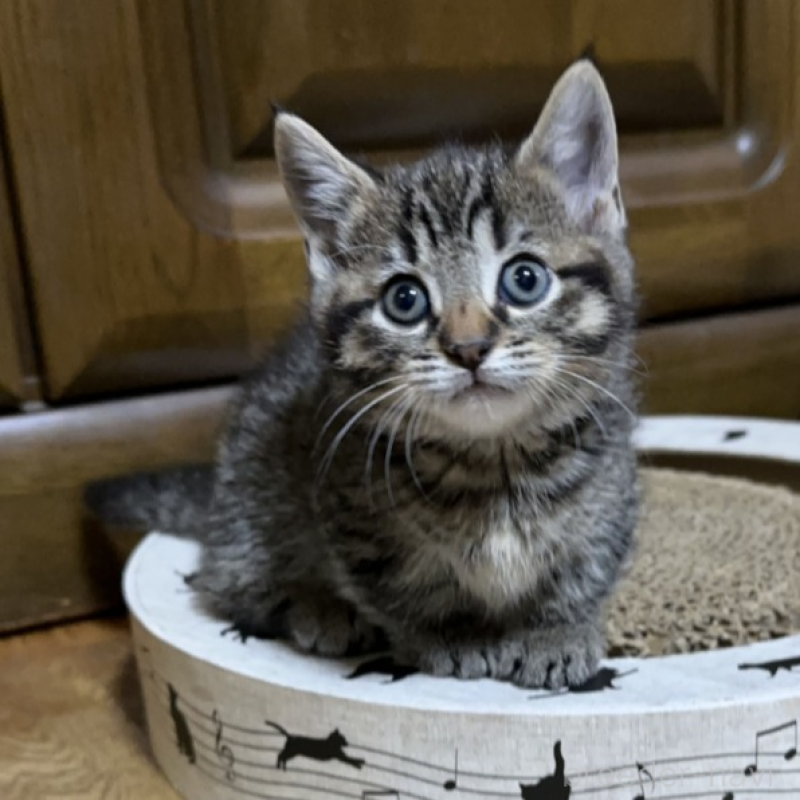 販売中の千葉県のマンチカン(短足)-133154の1枚目