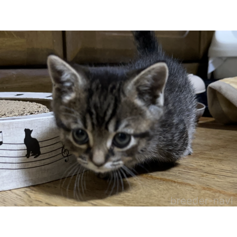 販売中の千葉県のマンチカン(短足)-133155の7枚目
