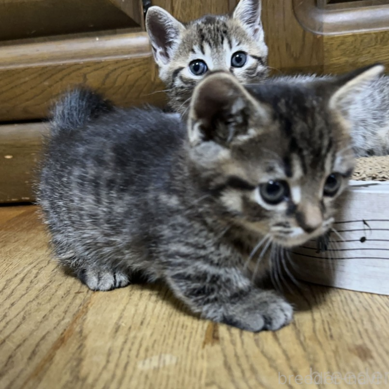 販売中の千葉県のマンチカン(短足)-133155の5枚目