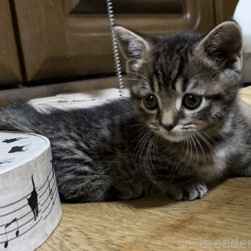 販売中の千葉県のマンチカン(短足)-133155の4枚目