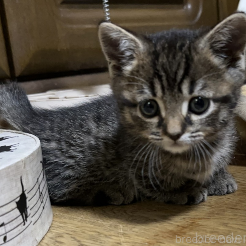 販売中の千葉県のマンチカン(短足)-133155の3枚目