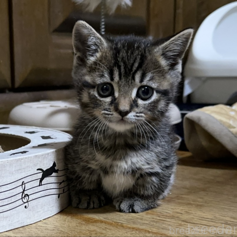 販売中の千葉県のマンチカン(短足)-133155