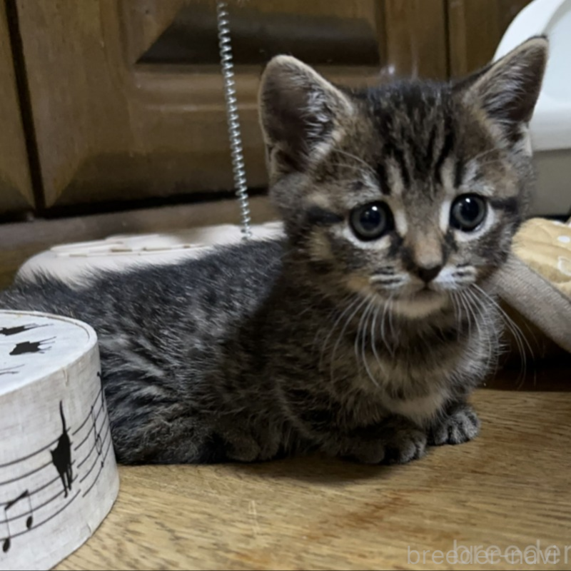 販売中の千葉県のマンチカン(短足)-133155の2枚目