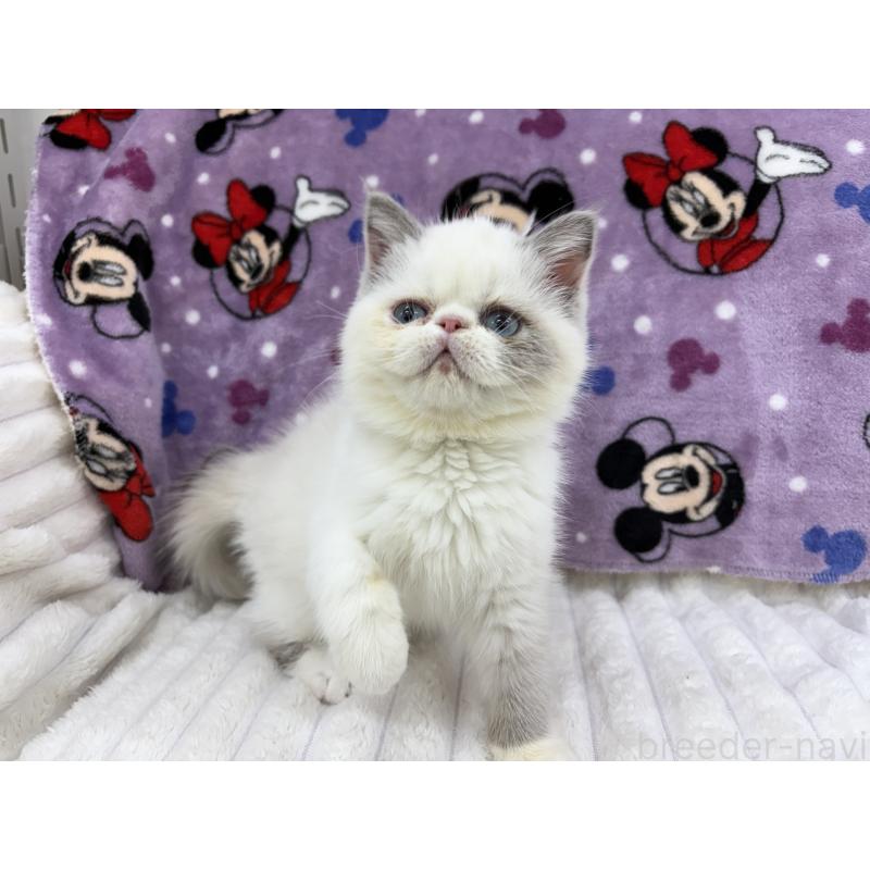 販売中の東京都のエキゾチックショートヘア-130012の1枚目