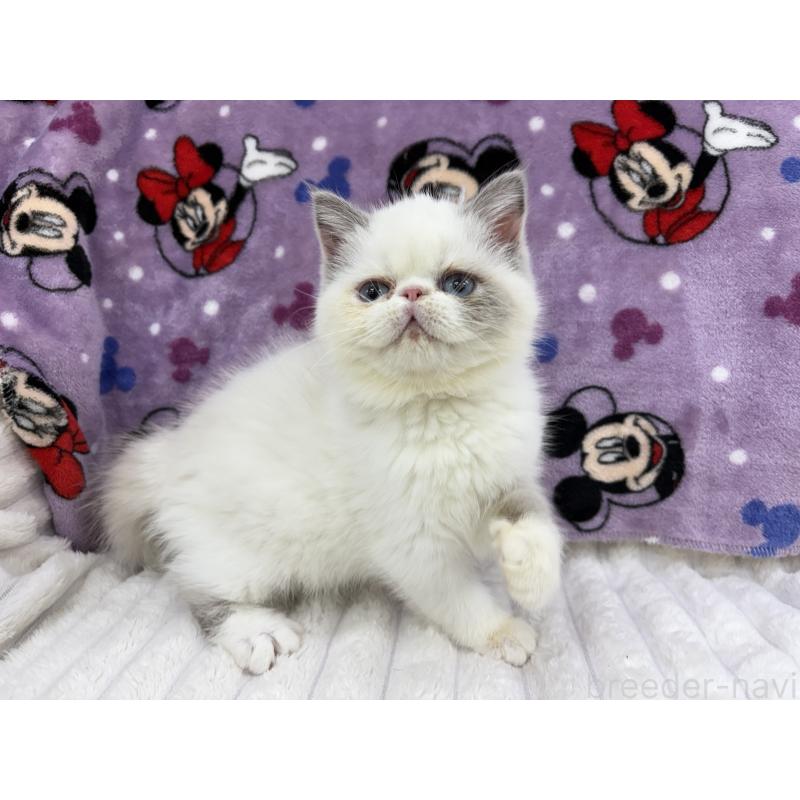 販売中の東京都のエキゾチックショートヘア-130012の5枚目