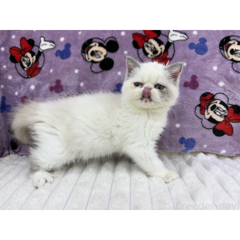 販売中の東京都のエキゾチックショートヘア-130012の3枚目